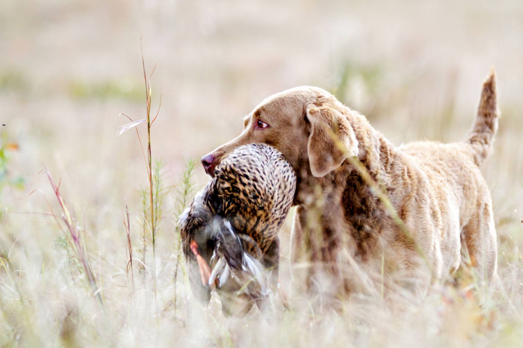 Hunting Dog Profile The Brawny, Brainy Chesapeake Bay Retriever