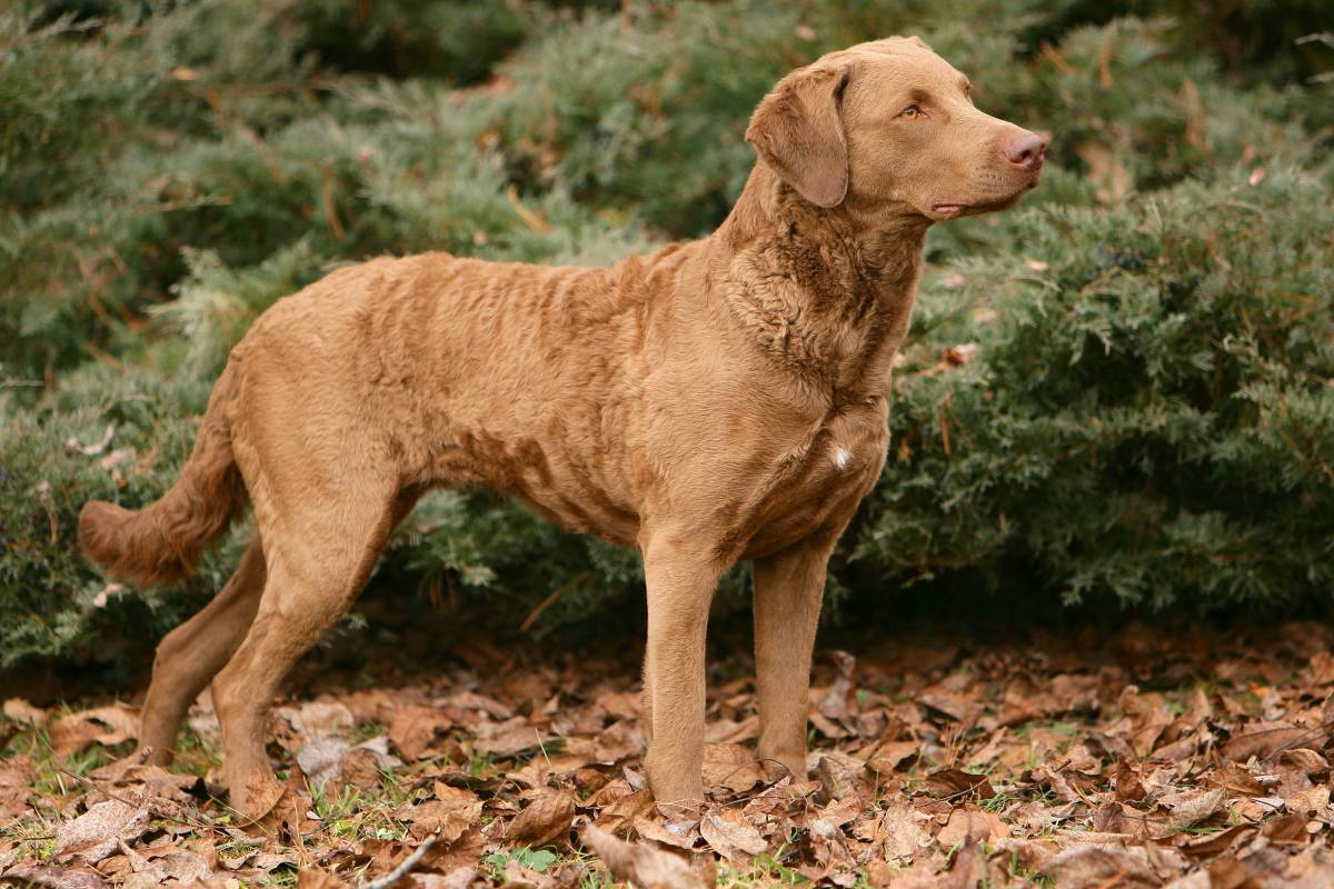 Hunting Dog Profile The Brawny, Brainy Chesapeake Bay Retriever