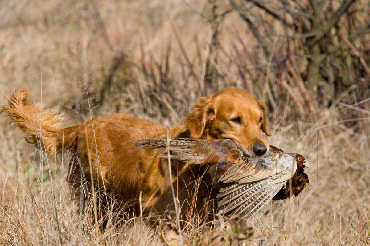 Hunting Dog Profile The Happy, PeoplePleasing Golden Retriever