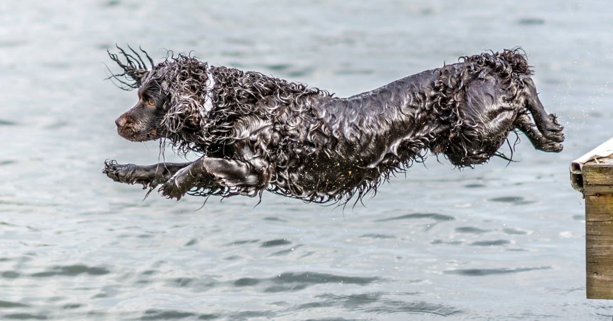 Hunting Dog Profile: The Exuberant Boykin Spaniel - Vimarsana News