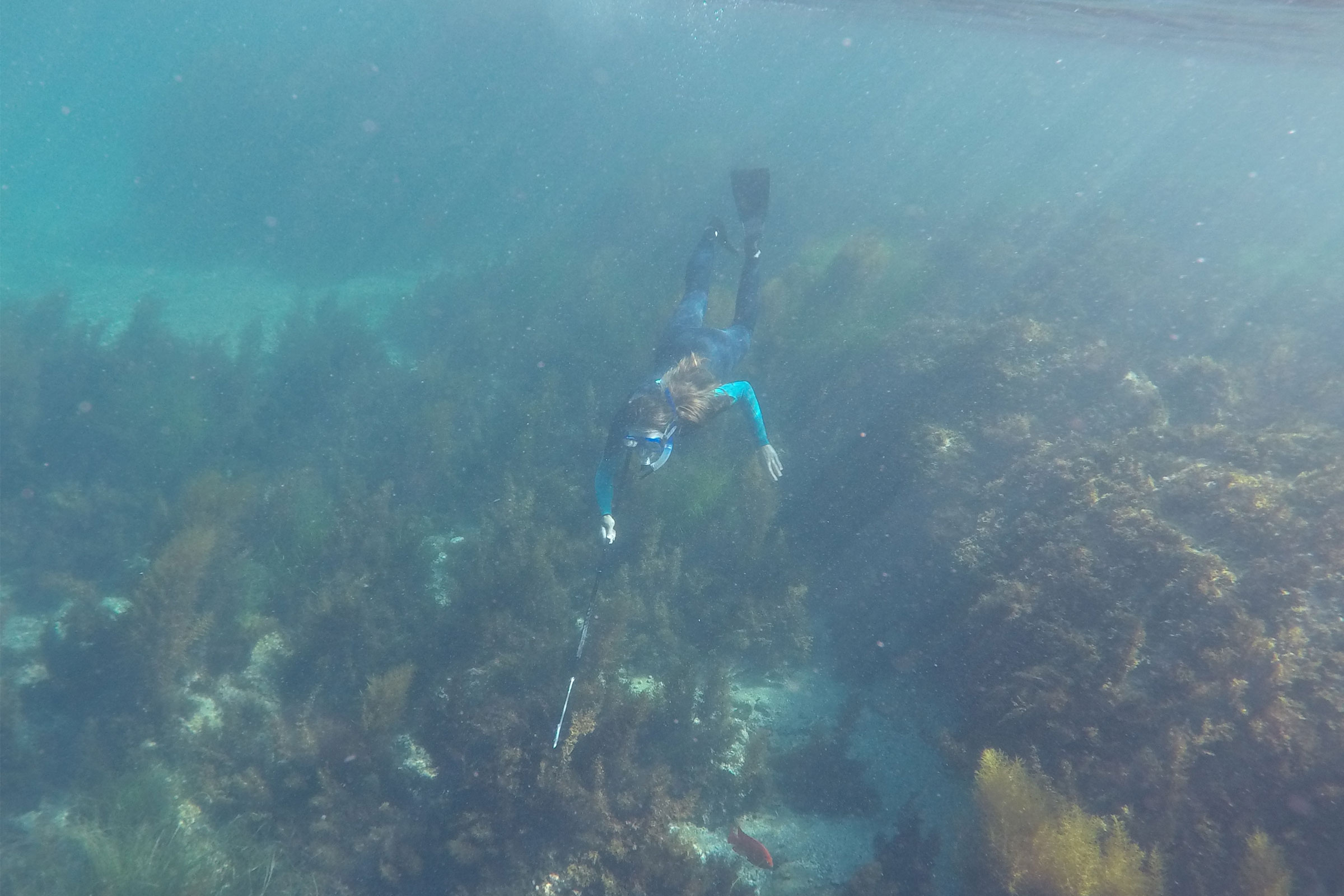 snorkeling catalina coast