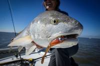 Meet the Redfish: How and Where to Catch a Red Drum Florida redfishing