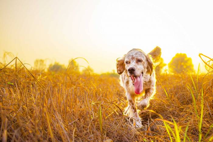 english setter