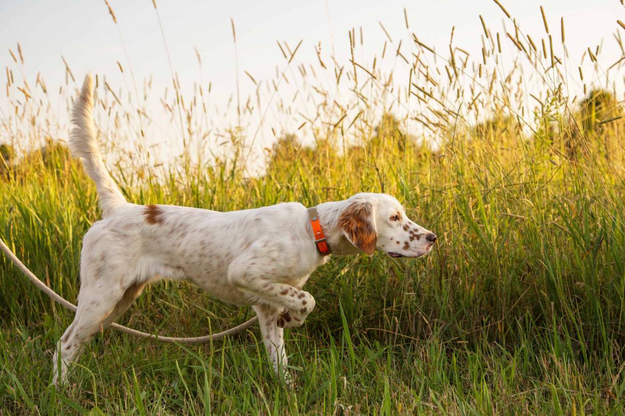 Hunting Dog Profile The Regal, Elegant English Setter GearJunkie