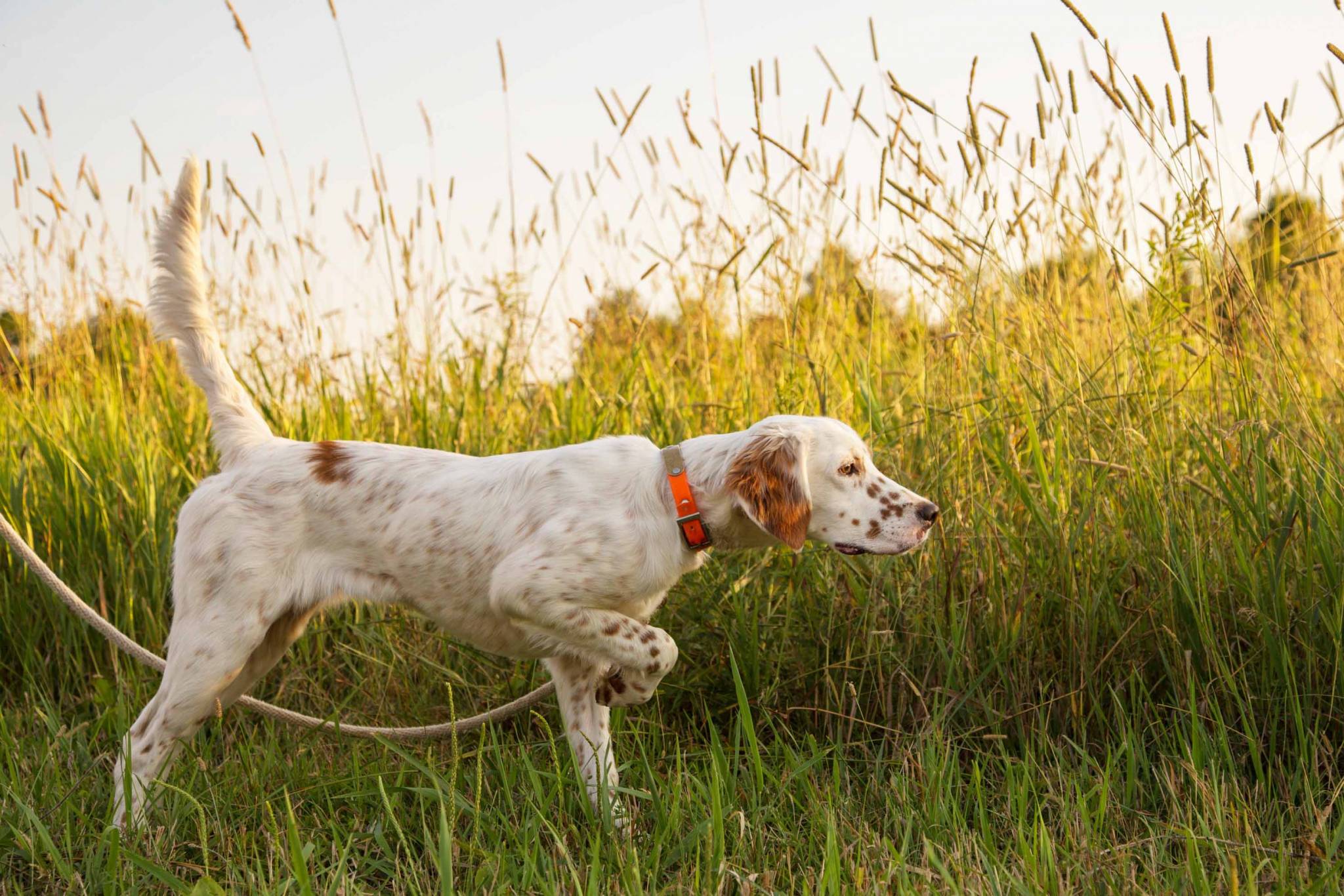 Hunting Dog Profile The Regal, Elegant English Setter GearJunkie