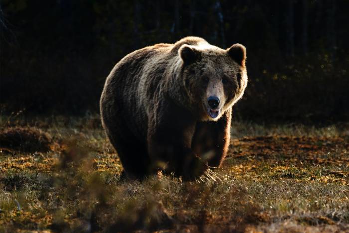 Counter-Assault-Bear_Spray_Video