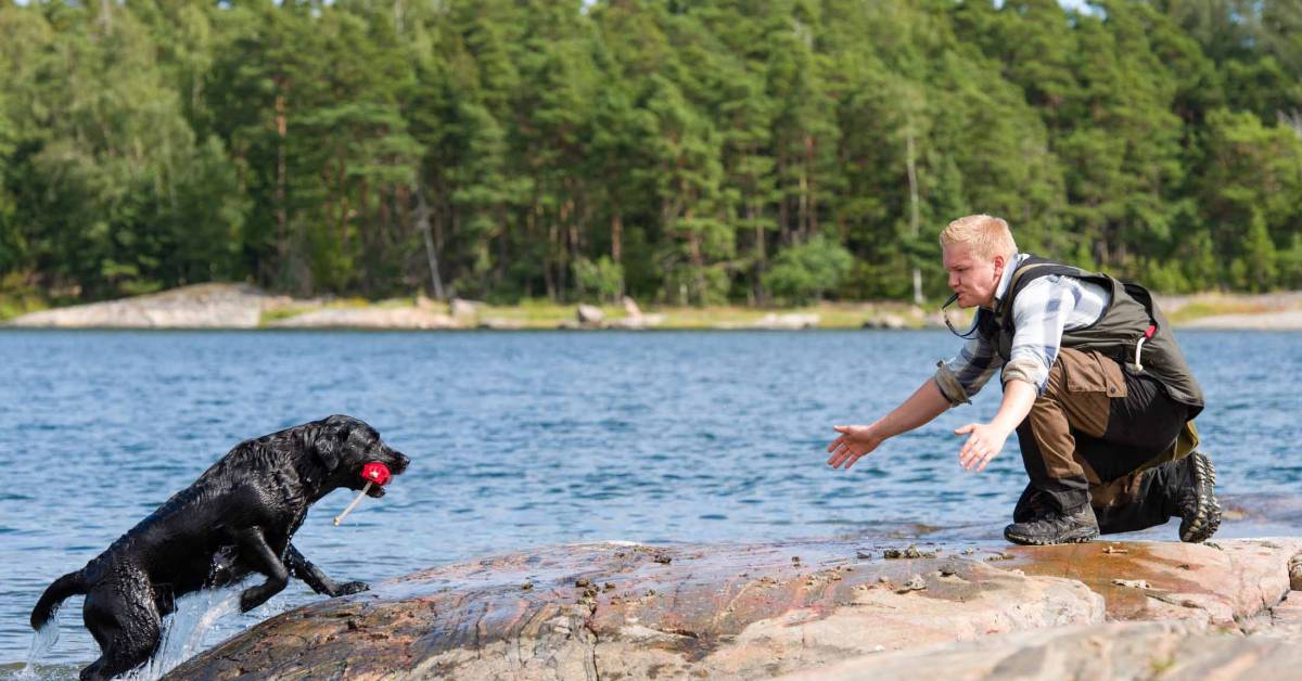 versatile hunting dog training