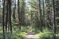 Celebrate National Outdoors Month, Meditate With Merrell forest trees bathed in sunlight with narrow path below