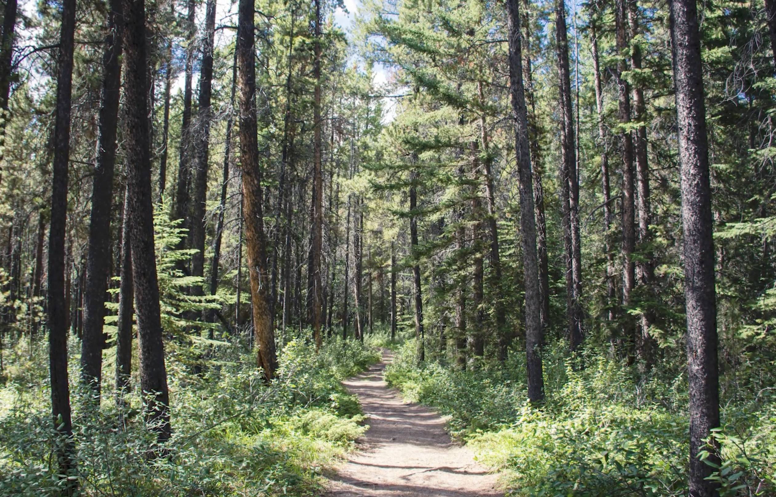 forest trees bathed in sunlight with narrow path below