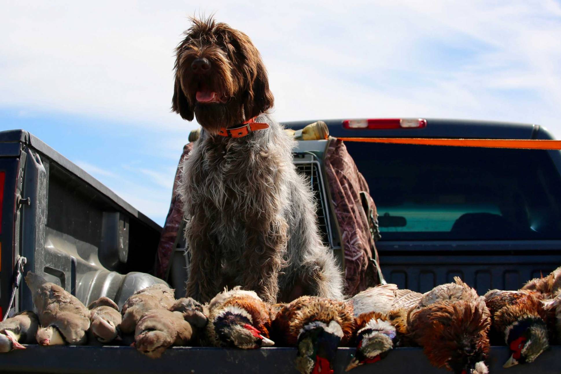 Hunting Dog Profile The Rugged Wirehaired Pointing Griffon GearJunkie