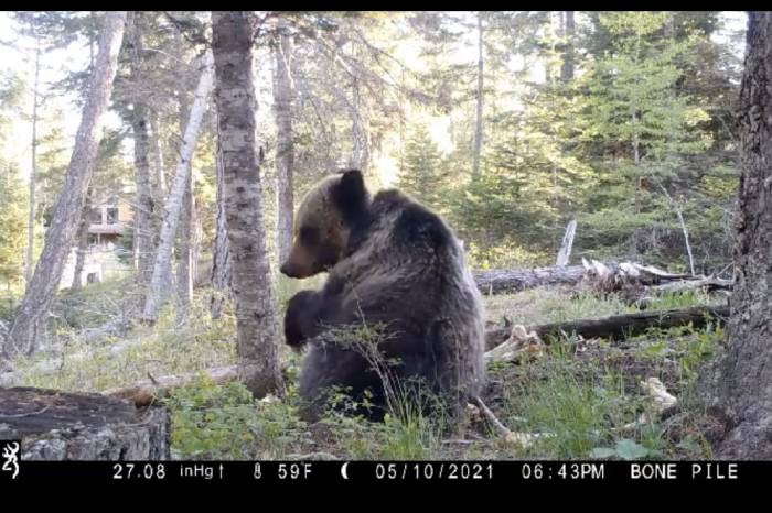 grizzly bear trail camera