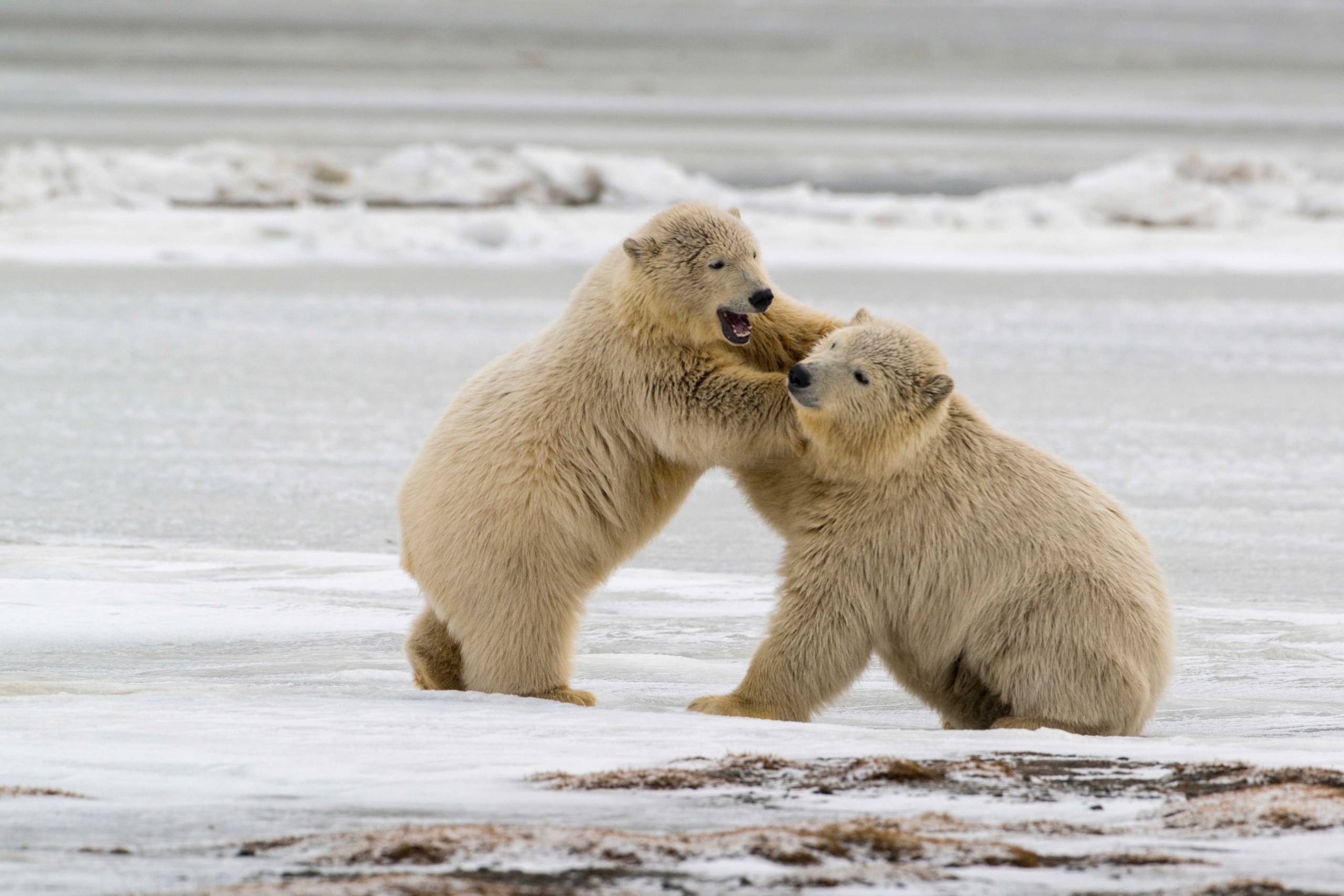 arctic national wildlife refuge drilling