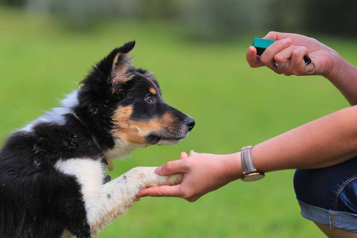 clicker training your dog