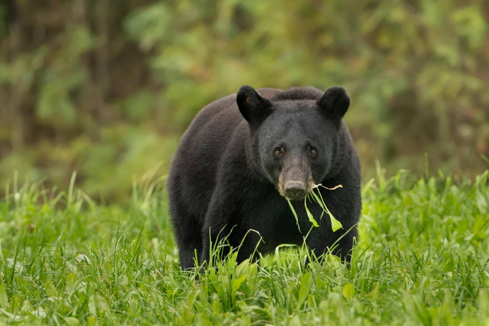 South Pacific Crest Trail Sees Spike in Bear-Hiker Encounters | GearJunkie