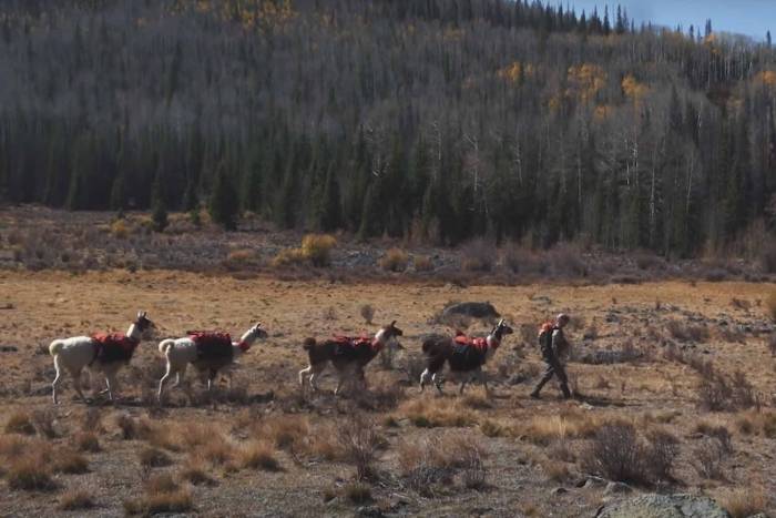 leftover hunting tags