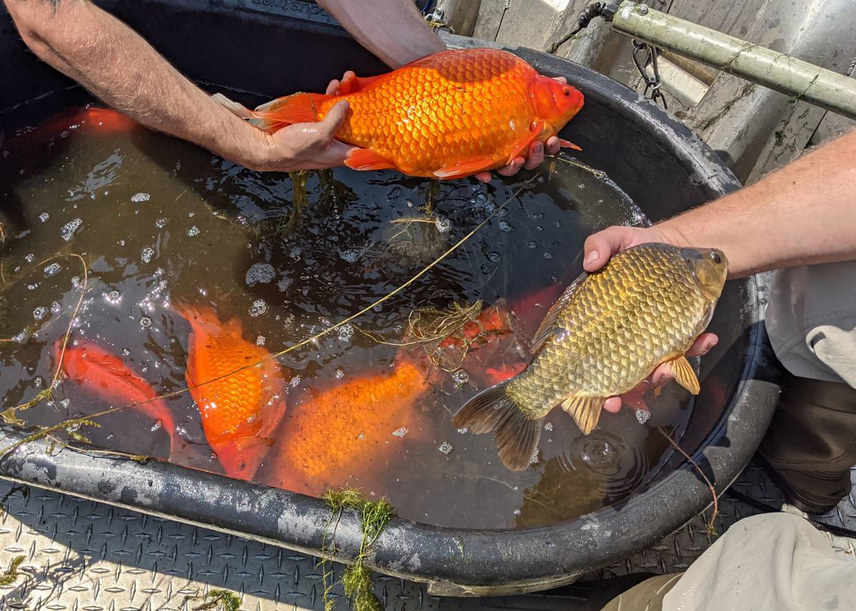 Don't Dump Your Pet Invasive Giant Goldfish in MN Lake Prompt Warning