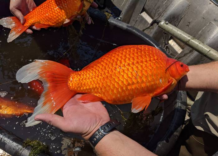 Don’t Dump Your Pet: Invasive Giant Goldfish in MN Lake Prompt Warning