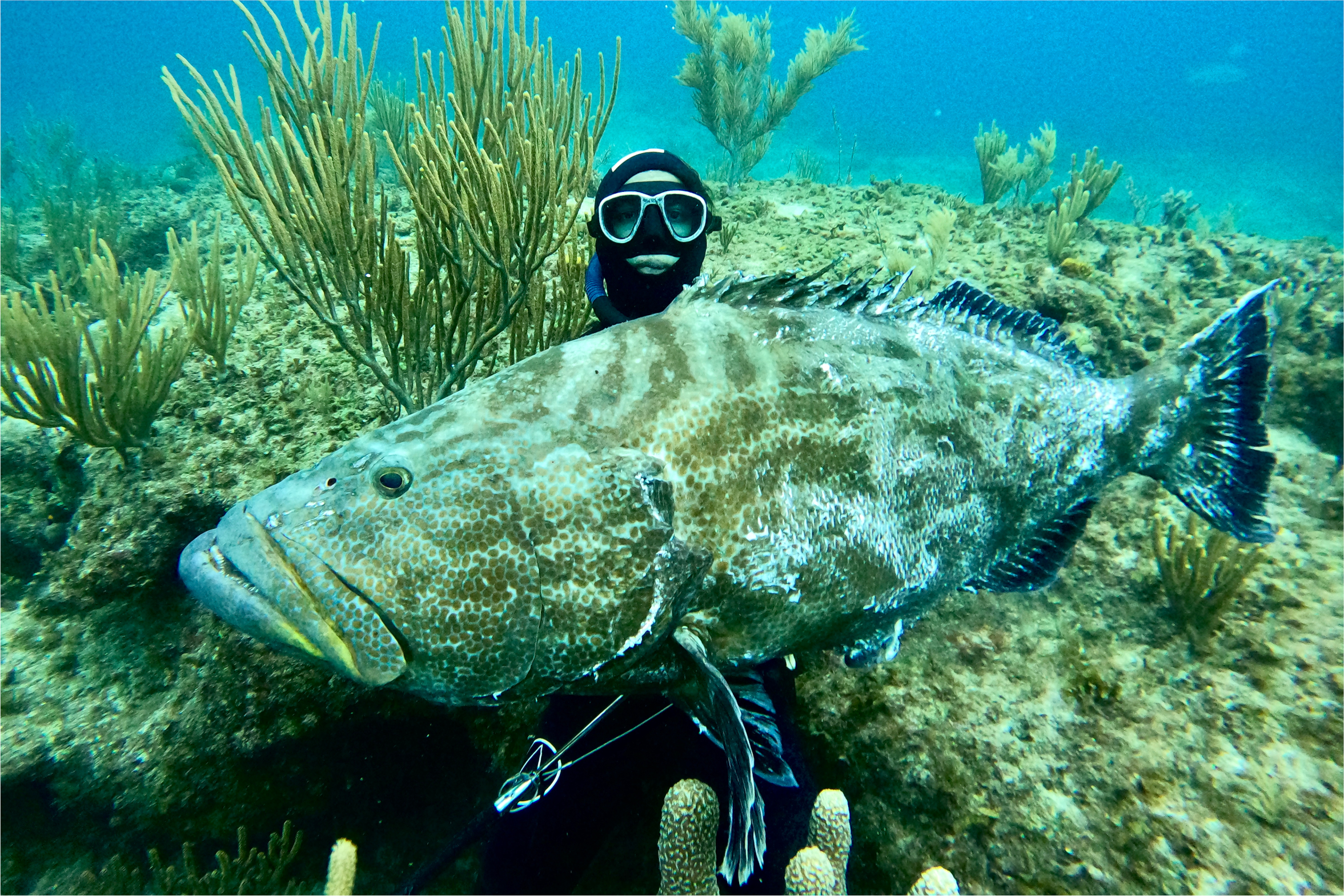 Spearfisher holds fish