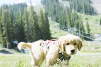 It's National Dog Day: Say Hello to This Ski Resort's Youngest Avalanche Dog golden retriever puppy romping in light green mountain field