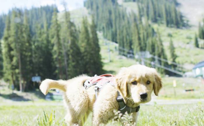 golden retriever puppy romping in light green mountain field