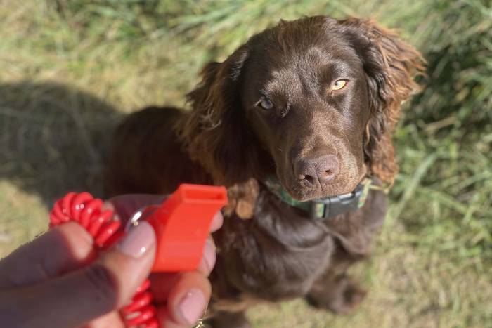 whistle commands for bird dogs