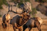 The Elk Talk Podcast: A Must-Listen for Elk Hunters elk hunting tips