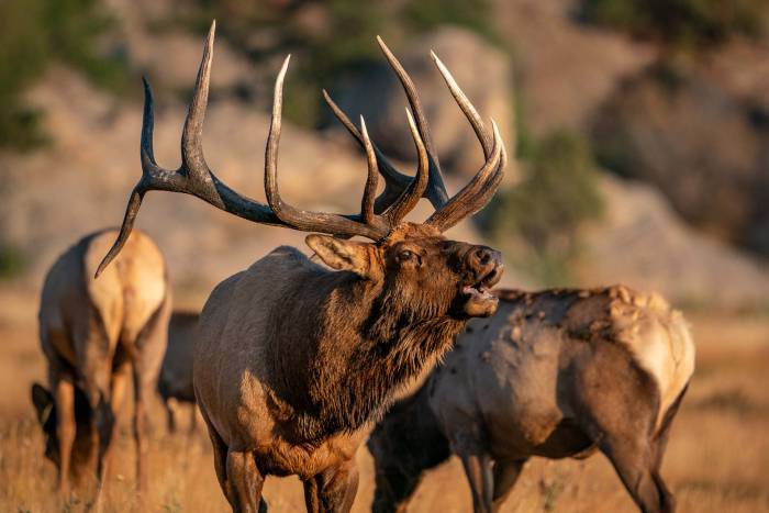 elk hunting tips