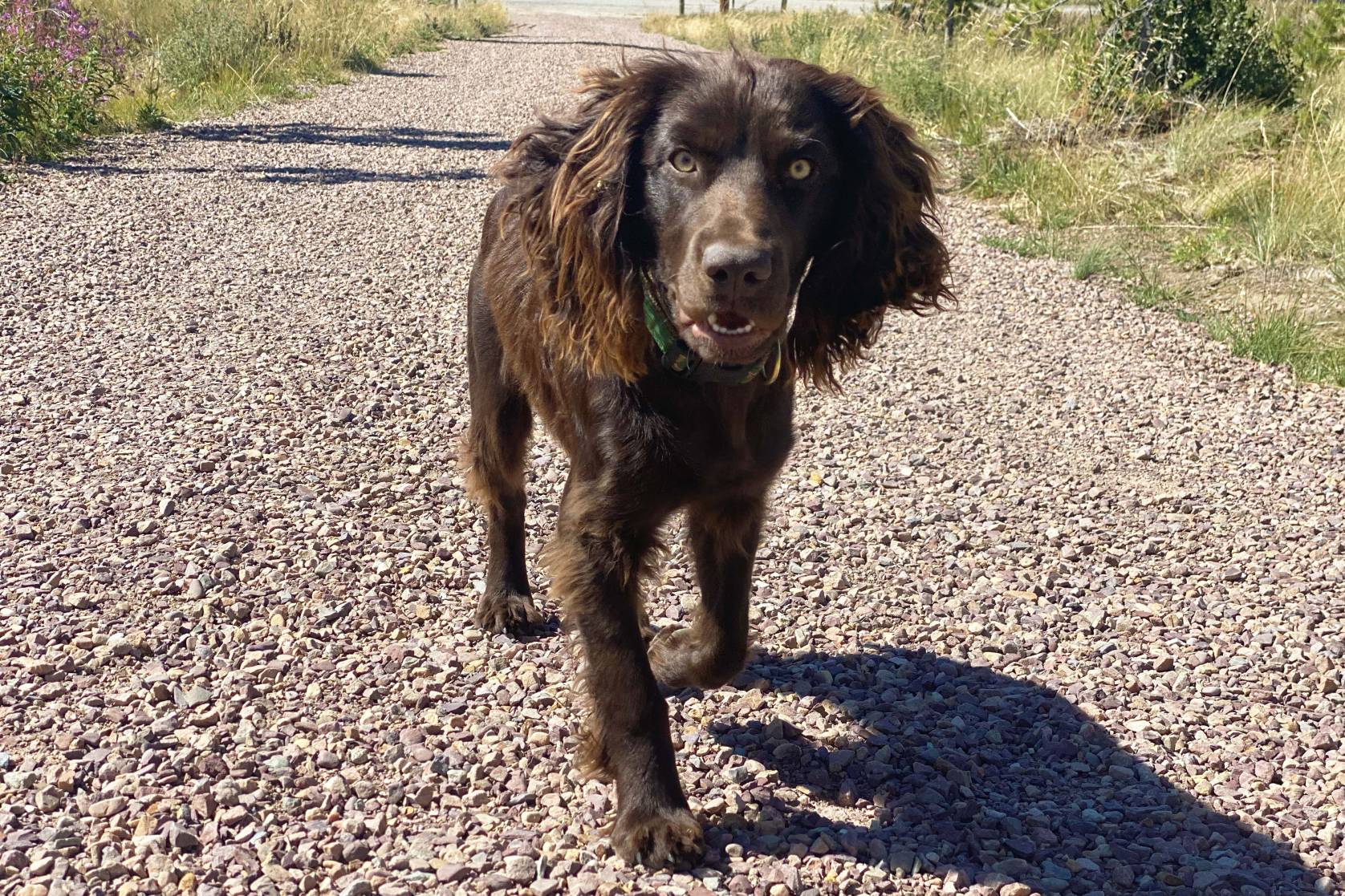 DIY Retriever Training Learning the Basic Whistle Commands GearJunkie