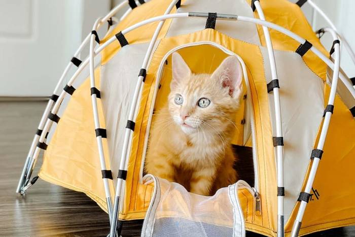 Tiny Tents Doubles Down With ‘Ridiculous’ Basecamp Dome Tent