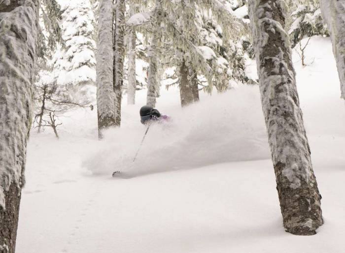 ingrid backstrom skiing through some trees and deep powder