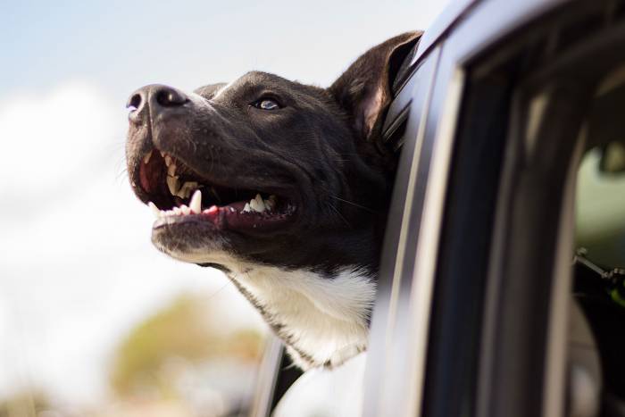 The Best Cars for Canine Companions: 6 Picks for Adventurous Drivers With Dogs