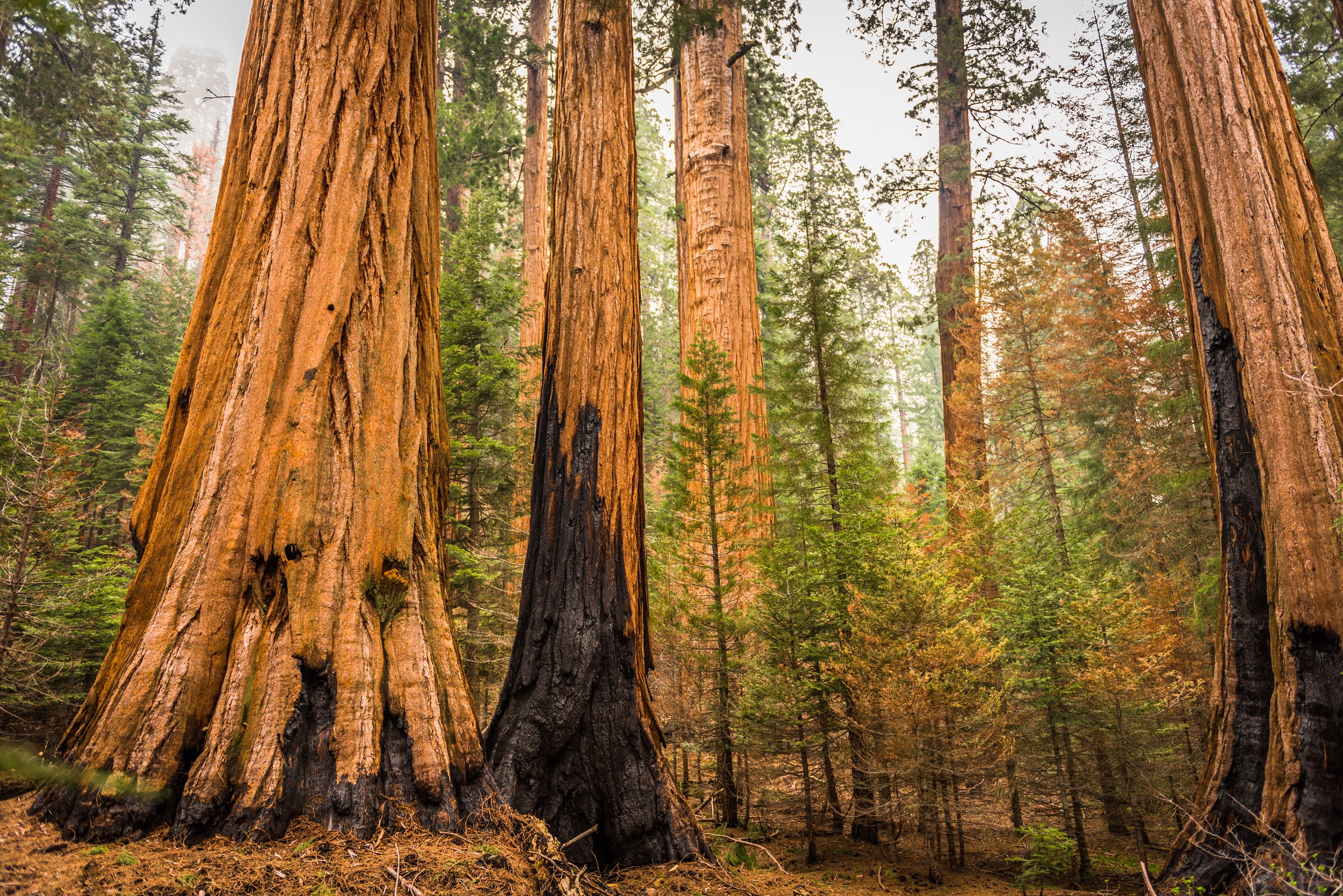 Burn scars mark giant sequoias in Kings National Park; (photo/Andreas C. Fisher, Shutterstock)