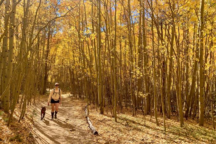 A hiker and her dog walk through yellow aspens in Colorado