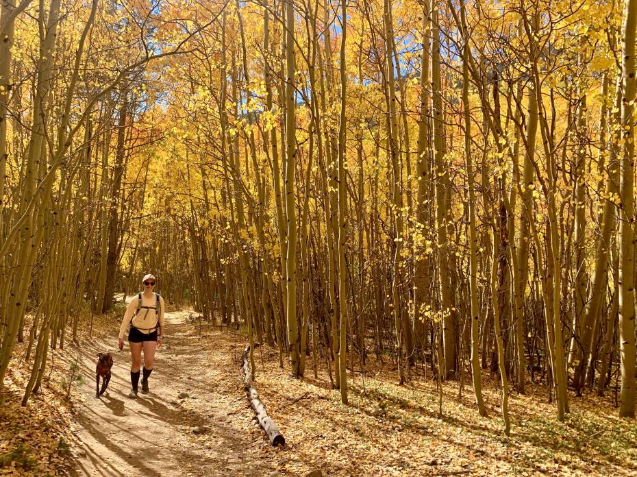 National Hiking Day Is Today: 6 Ways to Celebrate A hiker and her dog walk through yellow aspens in Colorado