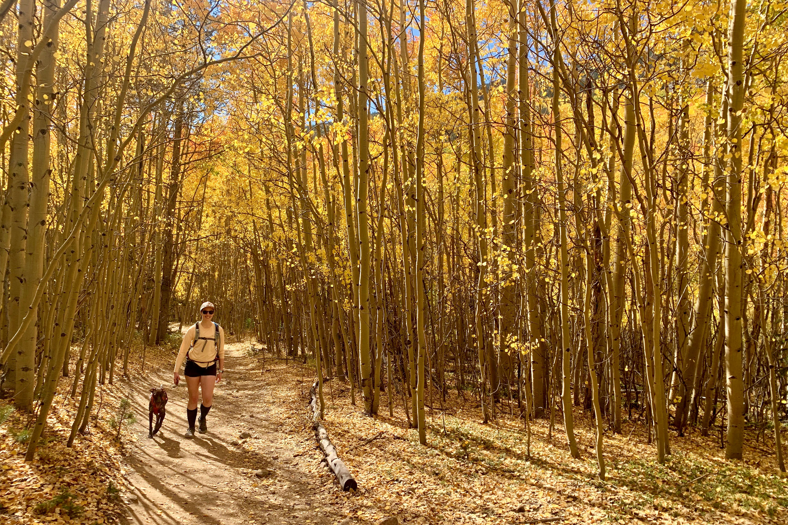 A hiker and her dog walk through yellow aspens in Colorado
