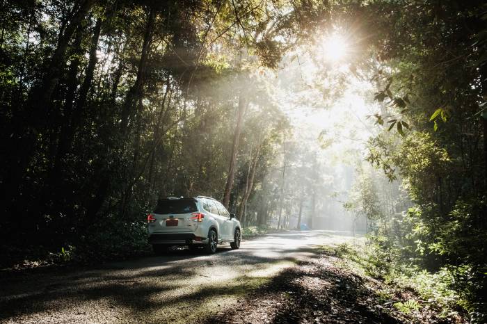 Subaru Re-Foresting Project will replant 500k additional trees by 2022; (photo/AIS via Shutterstock)