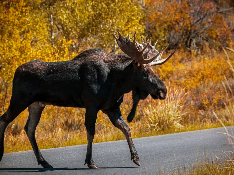Infrastructure Bill Adds Billions in Funding for Wildlife Crossings, Habitat Restoration infrastructure bill, moose crossing road