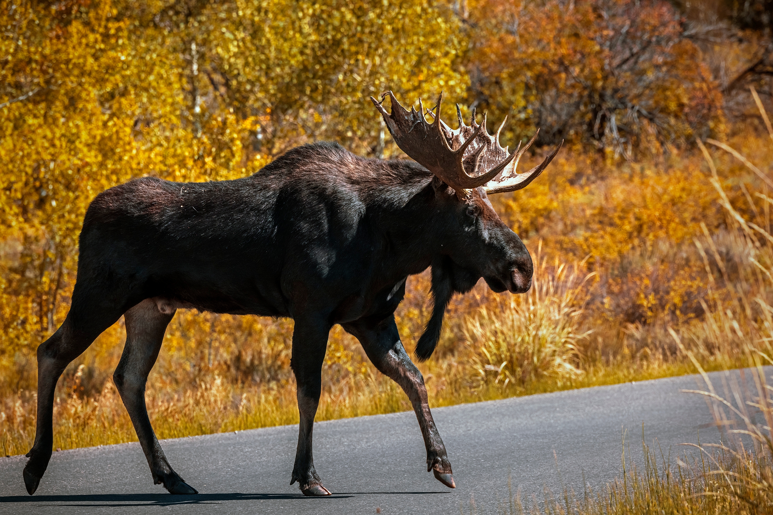 infrastructure bill, moose crossing road