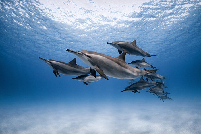 dolphins nature photography of the year 2021