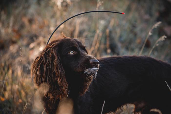 boykin spaniel