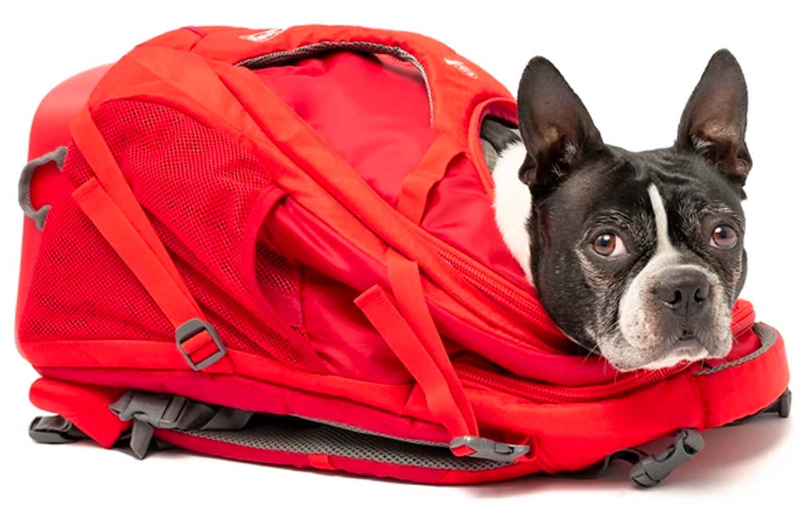 kurgo g train dog carrier backpack kurgo g train dog carrier backpack