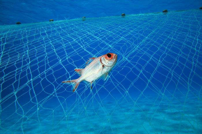Fish caught in a poachers gillnet; (photo/Rich Carey)