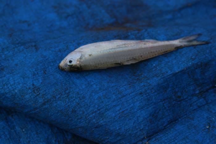 Hundreds of small fish like the shad pictured here rained on Texarkana on Dec. 29; (photo/Radhe Modi via Shutterstock)