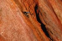 Kriss Kyle Shows eMTB Possibilities, Throws Rooster Tails kriss kyle emtb