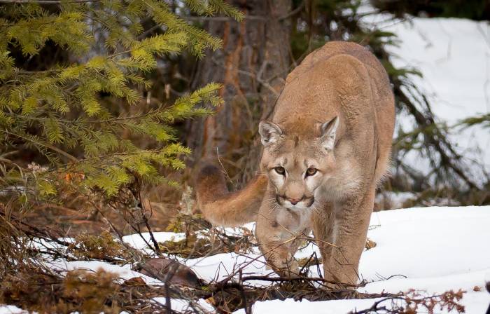 colorado hunting ban