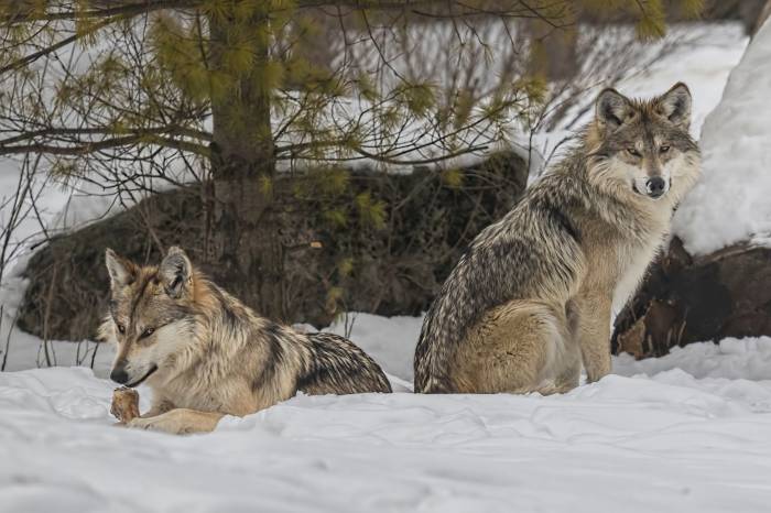 mexican gray wolves