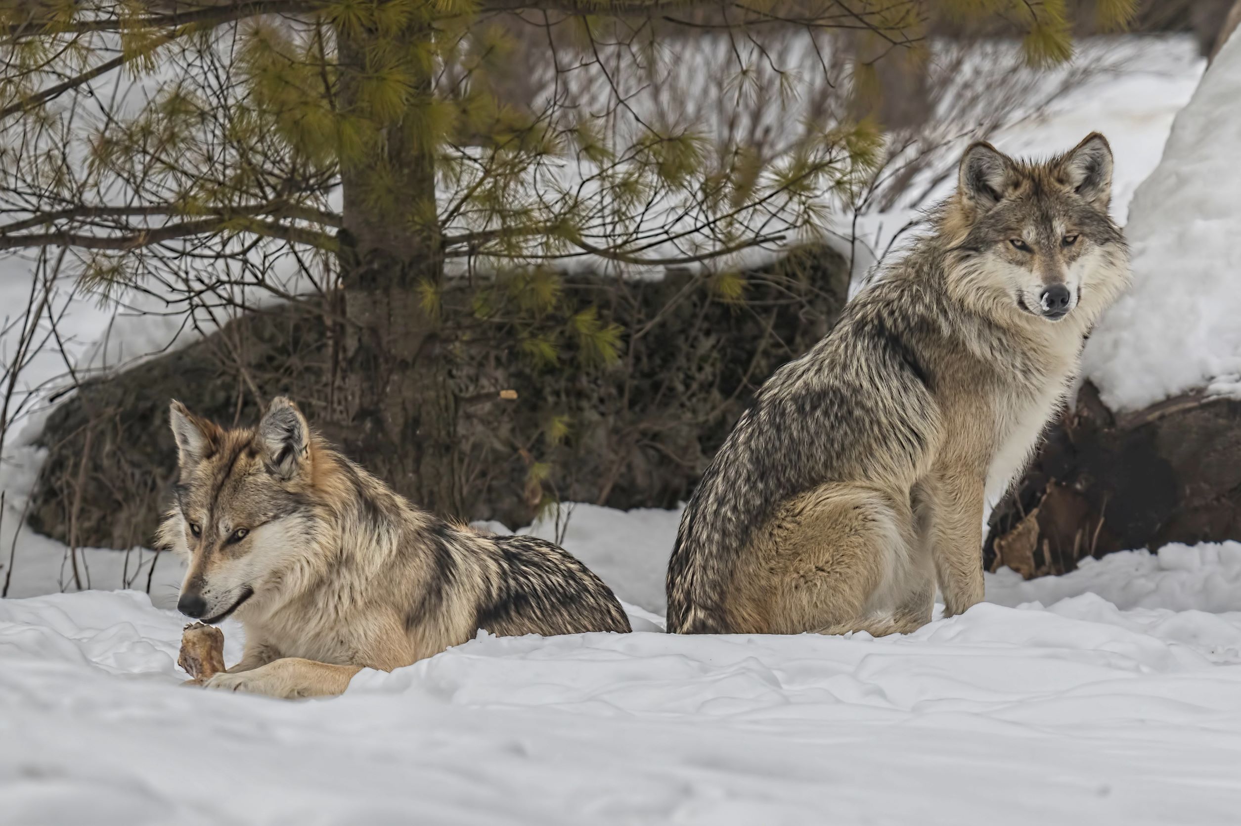 mexican gray wolves
