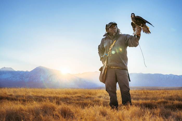 Shawn Hayes watches as his unhooded Peregrine Falcon prepares to take flight with the setting sun. Bishop,