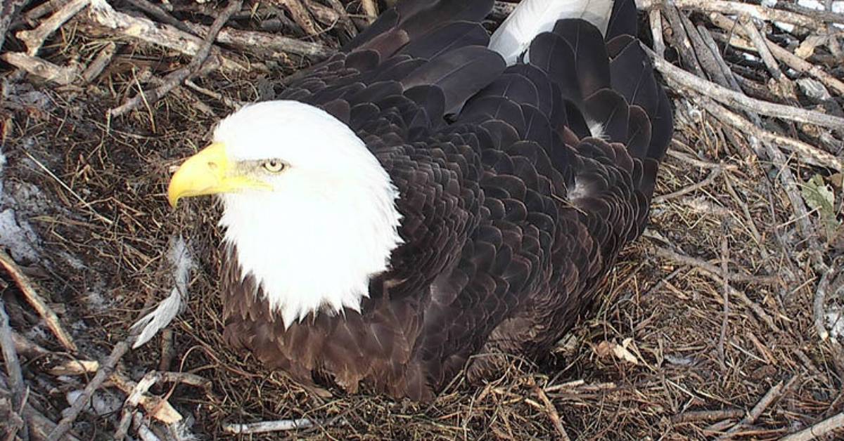 EagleCam Returns: MN DNR Offers Some Happy Diversion | GearJunkie