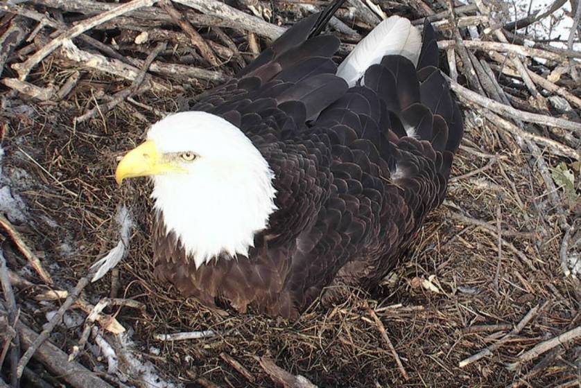 EagleCam Returns MN DNR Offers Some Happy Diversion GearJunkie